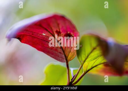 Pacific Dogwood, Cornus nuttallii, Herbstlaub im Millersylvanien State Park, Washington State, USA Stockfoto