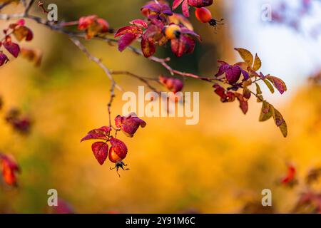 Wild Rose, Rosa spp., Blätter und Hüften im Millersylvanien State Park, Washington State, USA Stockfoto