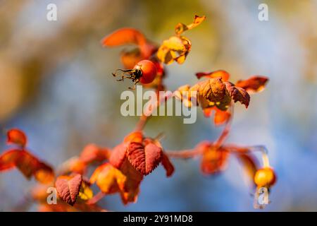 Wild Rose, Rosa spp., Blätter und Hüften im Millersylvanien State Park, Washington State, USA Stockfoto