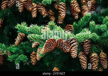 Nahaufnahme von Kegeln auf den Zweigen einer Rotfichte. Weihnachtsbaum, Tannenzapfen, Wald, Wälder, Bäume. Stockfoto