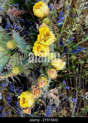 Kaktusblüte im Frühling, Sonora-Wüste, Coronado National Forest, Catalina, Arizona, USA. Stockfoto