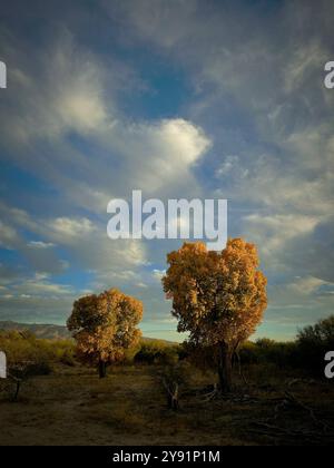 Herbstblätter bilden eine Herzform auf einem Baum entlang des Tanque Verde Wash, Sonoran Desert, Tucson, Arizona, USA. Stockfoto