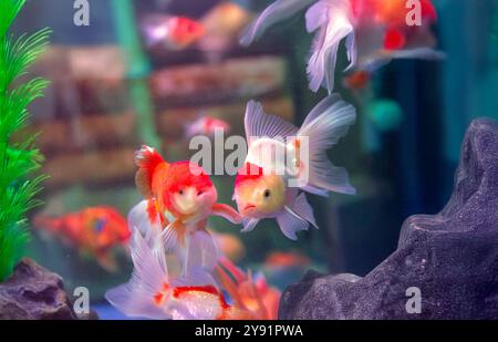 Rot-weißer Oranda-Goldfisch auf Aquariumhintergrund. Oranda-Goldfisch (Carassius auratus-Fisch ist der beliebteste Zierfisch. Stockfoto