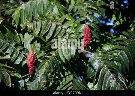 Rhus typhina, Staghorn Sumac, blühende Pflanze in der Familie der Anacardiaceae, heimisch im Osten Nordamerikas, invasive Arten in einigen Teilen der Welt Stockfoto