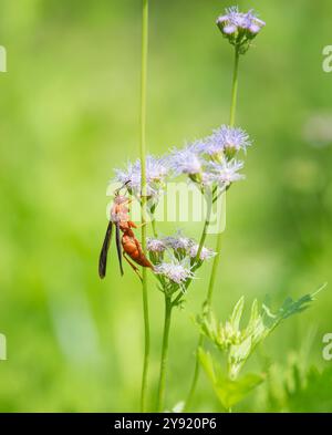 Rotpapierwäsche (Polistes carolina), die sich von blauen Mistblumen im Herbstgarten ernährt. Naturgrüner Hintergrund mit Kopierraum. Stockfoto