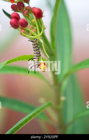 Königin Schmetterling (Danaus gilippus) Raupe, die im Sommer in Texas von Gartenmilchgras ernährt Stockfoto