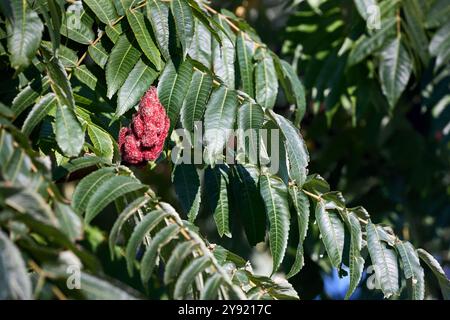 Rhus typhina, Staghorn Sumac, blühende Pflanze in der Familie der Anacardiaceae, heimisch im Osten Nordamerikas, invasive Arten in einigen Teilen der Welt Stockfoto