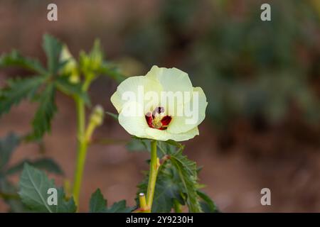 Okra Blume und Okra im Okra Garten Stockfoto