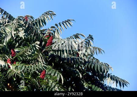 Rhus typhina, Staghorn Sumac, blühende Pflanze in der Familie der Anacardiaceae, heimisch im Osten Nordamerikas, invasive Arten in einigen Teilen der Welt Stockfoto