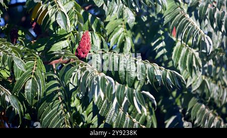 Rhus typhina, Staghorn Sumac, blühende Pflanze in der Familie der Anacardiaceae, heimisch im Osten Nordamerikas, invasive Arten in einigen Teilen der Welt Stockfoto