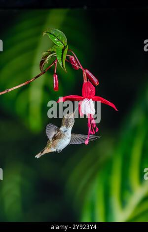 Vulkan Kolibri (Selasphorus flammula) in Costa Rica Stockfoto