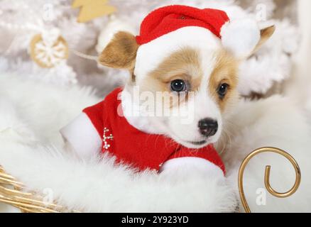 Der kleine lustige Welsh Corgi Pembroke Welpe (sechs Wochen alt) im Weihnachtsmannkostüm sitzt in einem Schlitten unter einem Weihnachtsbaum Stockfoto