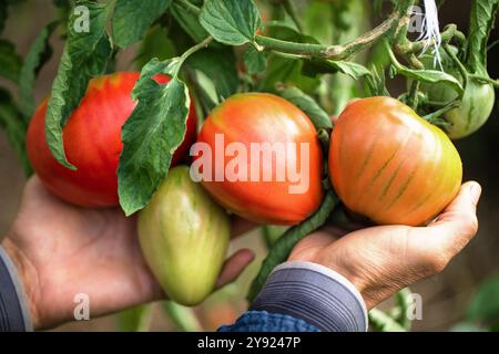 Der Bauer hält einen Haufen Tomaten in der Hand, reifes Bio-Gemüse im Gemüsegarten Stockfoto