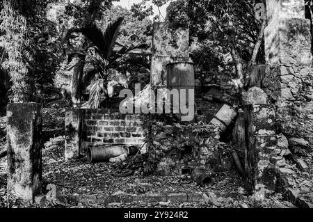 Zimt Distillery aufgegeben und von Vegetation bedeckt Stockfoto