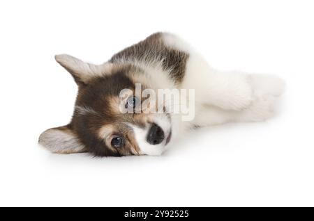 Welsh Corgi Pembroke Welpe liegt im Studio auf weißem Hintergrund Stockfoto