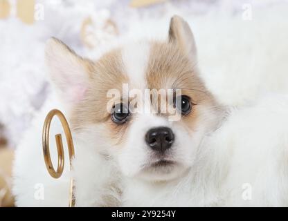 Porträt des reinrassigen Welsh Corgi Pembroke Welpen drinnen Stockfoto