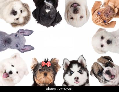 Collage von niedlichen Hunden isoliert auf weißem Hintergrund Stockfoto