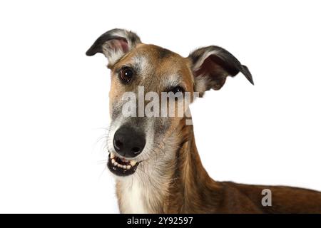 Porträt eines russischen Hortaya Borzaya Hundes auf weißem Hintergrund. Hortaya Borzaya ist eine alte asiatische Windhund-Rasse Stockfoto