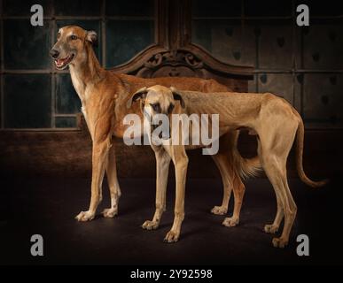 Zwei Windhunde (Hortaya borzaya und Sloughi Rasse) stehen vor Vintage Hintergrund Stockfoto