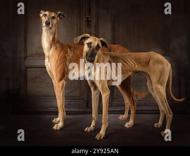 Zwei Windhunde (russischer Schauhund und Sloughi-Rasse) stehen vor Vintage-Hintergrund Stockfoto