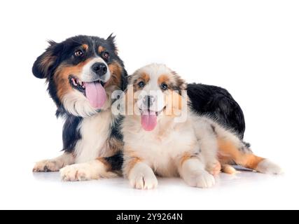 Australian Shepherds vor weißem Hintergrund Stockfoto