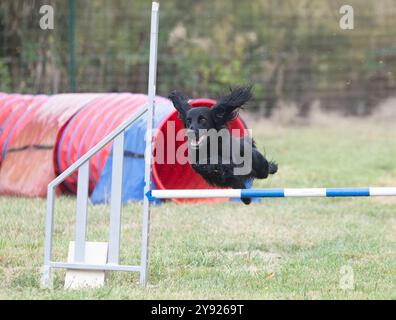 Wettkampf der Agilität mit Hund im Herbst Stockfoto