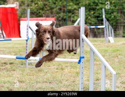 Wettkampf der Agilität mit Hund im Herbst Stockfoto