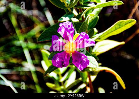 Rosa Blume von einem sonnigen Tag zerknittert nach einem schweren Regen Stockfoto