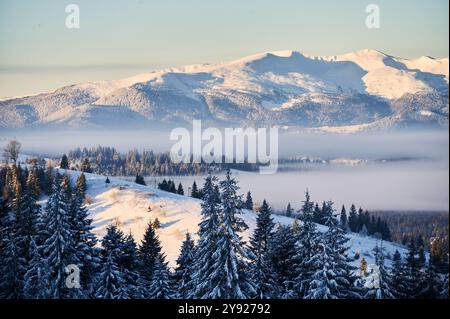 Atemberaubende Winterlandschaft mit schneebedeckten Bergen, die in goldenes Morgenlicht getaucht sind. Schneebedeckte Bäume stehen im Vordergrund, während Nebelschichten sanft Täler schleiern. Stockfoto