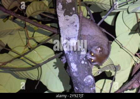 Singapur. Oktober 2024. Ein wilder Sunda Slow Loris wird am 7. Oktober 2024 im Wald des Central Catchment Nature Reserve in Singapur abgebildet. Quelle: Dann Chih Wey/Xinhua/Alamy Live News Stockfoto