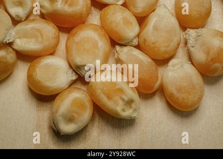Gelbes Kornmais für Popcorn. Ein Stapel Maissamen aus nächster Nähe. Stockfoto