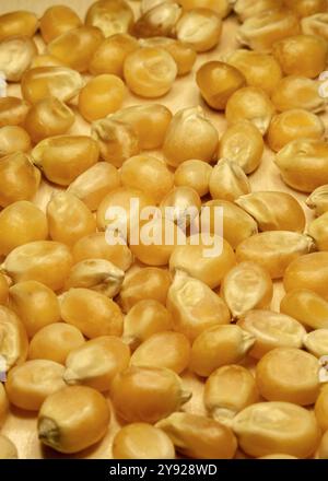 Gelbes Kornmais für Popcorn. Ein Stapel Maissamen aus nächster Nähe. Vertikales Makrofoto. Stockfoto