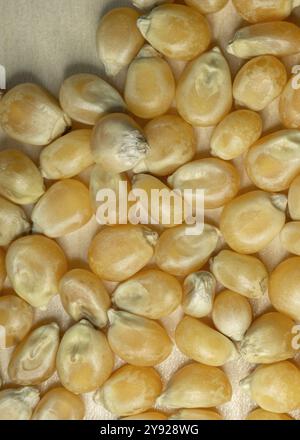 Gelbes Kornmais für Popcorn. Ein Stapel Maissamen aus nächster Nähe. Vertikales Makrofoto. Stockfoto