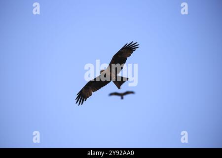 Ein Raubvogel, der hoch in einem klaren blauen Himmel schwebt, die Flügel sind weit ausgebreitet Stockfoto