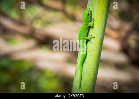 Nahaufnahme eines lebhaften grünen Madagaskar Giant Day Gecko (Phelsuma grandis), der auf Mauritius auf eine tropische Palme klettert Stockfoto