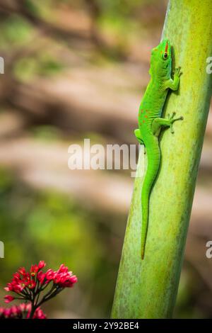 Nahaufnahme eines lebhaften grünen Madagaskar Giant Day Gecko (Phelsuma grandis), der auf Mauritius auf eine tropische Palme klettert Stockfoto