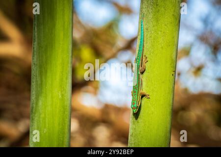 Nahaufnahme eines lebendigen weiblichen Blue-Tail Day Gecko (Phelsuma cepediana), der auf Mauritius auf eine tropische Palme klettert Stockfoto