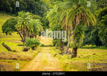 Wunderschöner Blick auf eine von Palmen gesäumte Feldstraße durch den Vallée de Ferney Forest und Wildlife Reserve, Mauritius Stockfoto