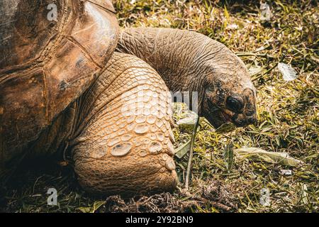 Wunderschöne Nahaufnahme einer Aldabra Riesenschildkröte (Aldabrachelys gigantea) im Vallée de Ferney Forest and Wildlife Reserve, Mauritius Stockfoto