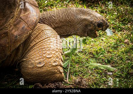 Wunderschöne Nahaufnahme einer Aldabra Riesenschildkröte (Aldabrachelys gigantea) im Vallée de Ferney Forest and Wildlife Reserve, Mauritius Stockfoto