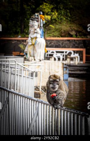 Wunderschöner Blick auf einen großen männlichen Makaken, der die Promenade entlang des Ufers des Grand Bassin Hindu Tempels auf Mauritius übernimmt Stockfoto