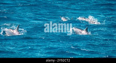 Wunderschöner Blick auf mehrere Spinnerdelfine (Stenella longirostris), die die Wasseroberfläche brechen und ihre Rückenflosse vor der Küste von Mauritius zeigen Stockfoto