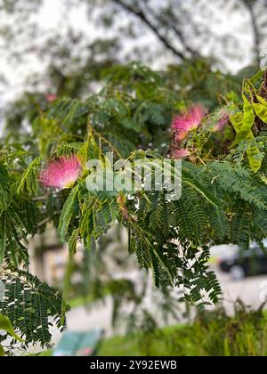 Zarte rosafarbene Blüten tauchen anmutig aus üppig grünen Zweigen hervor und bilden einen lebendigen Kontrast vor weichem Hintergrund. Stockfoto