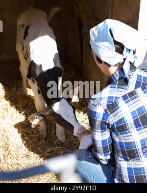 Frauenpflege ernährt zwei Wochen altes Kalb aus einer Flasche mit Dummy Stockfoto