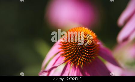 Eine Nahaufnahme einer Honigbiene, die in voller Blüte Nektar aus einem leuchtend violetten Coneflower sammelt. Stockfoto