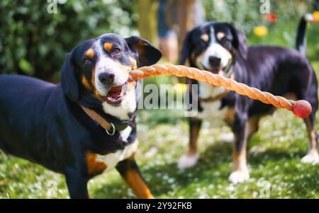 Zwei verspielte Hunde, die an einem sonnigen Tag im Garten an einem Tauziehen mit einem Seilspielzeug teilnehmen. Stockfoto