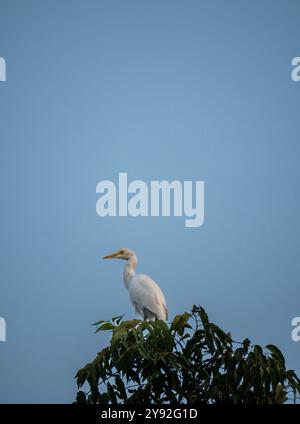 Ein Großreiher (Ardea alba), der auf einem Baum in Uttarakhand, Indien, sitzt. Ein markanter weißer Vogel, der von Vogelbeobachtern für seine Anmut und Schönheit bewundert wird. Stockfoto