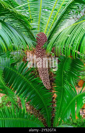 Cycas circinalis oder die Königin Sago, die alten Palmkegel hängt Stockfoto