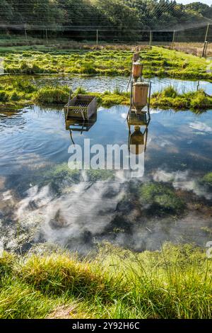 Kleine Teichzucht in der Nähe des Lake Rorbaek in Jütland in Dänemark Stockfoto