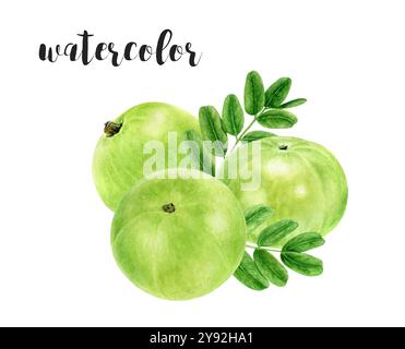 Handgemalte Amla Beeren und Blätter Botanische Illustration in Aquarell Stockfoto